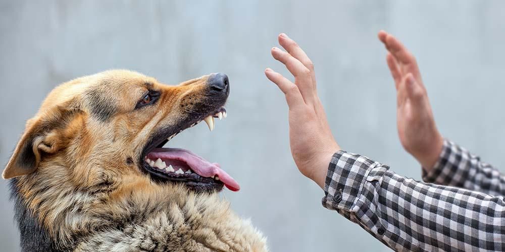 Τα δαγκώματα σκυλιών προκαλούν πραγματικά λύσσα;