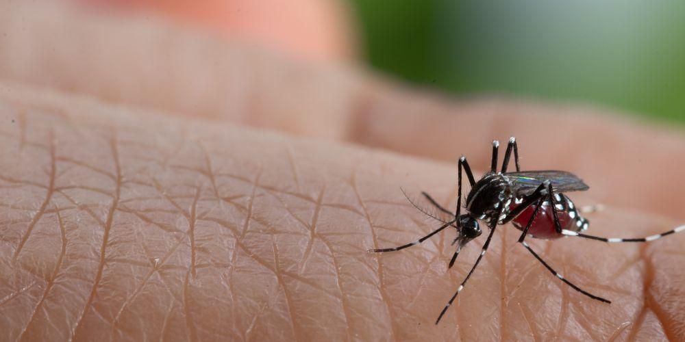 Febre hemorràgica del dengue, aquí teniu l'explicació segons els pediatres